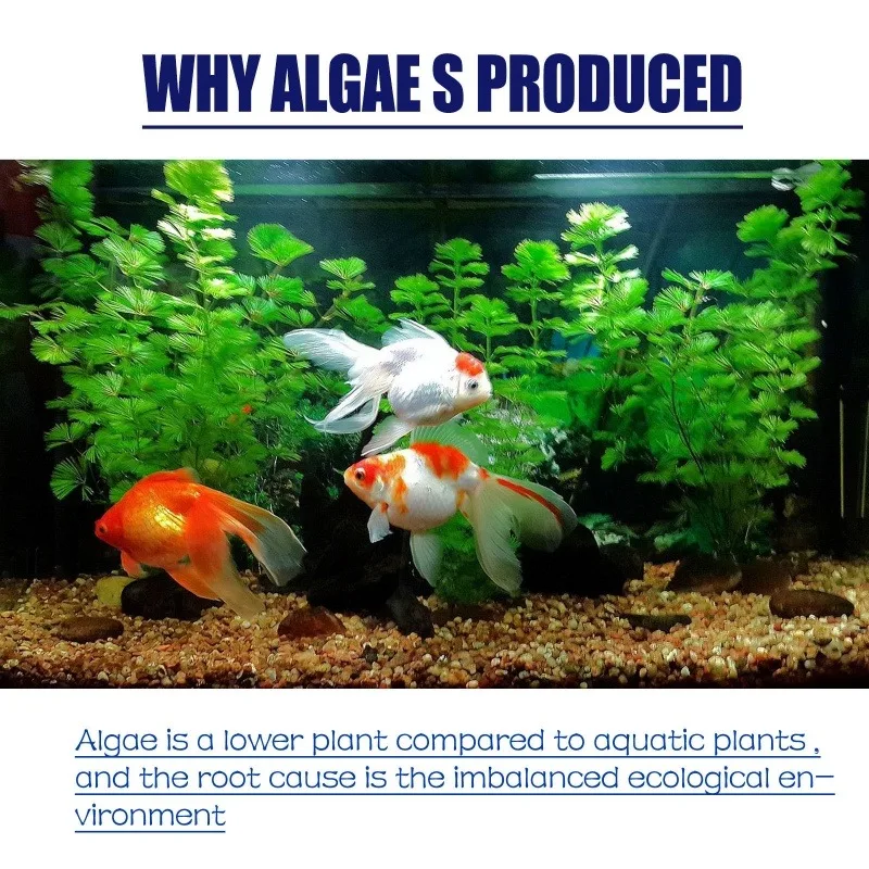 Algaicida de Alta Eficiência 5 - Water Soluble Stabilizer avaliação e preço